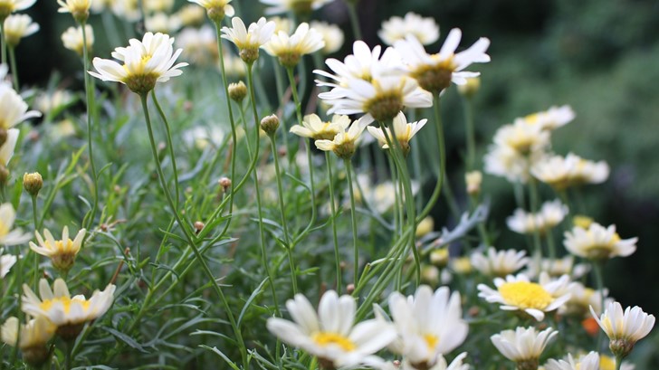 daisy-mare-mons-garden